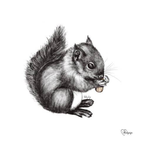 Dierenkaart potlood tekening van een eekhoorn met een nootje