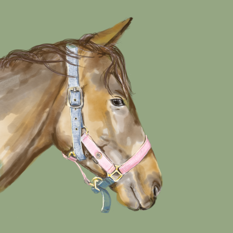 Zomaar een kaart met een tekening van een paard