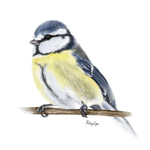 Wenskaart tekening pimpelmeesje - voor de vogelliefhebbers