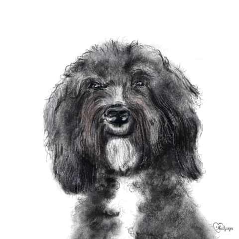 Dieren kaart met tekening van een lieve zwart-witte hond