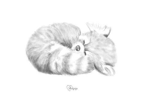 Dierenkaart potloodtekening rode panda
