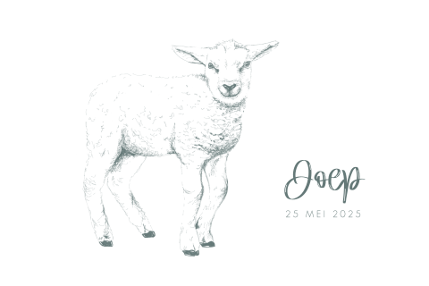 Geboortekaart jongen realistische tekening lammetje