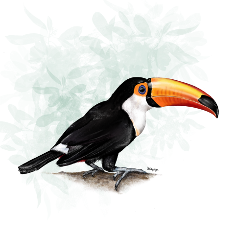 Wenskaart dierentekening toekan - vogel