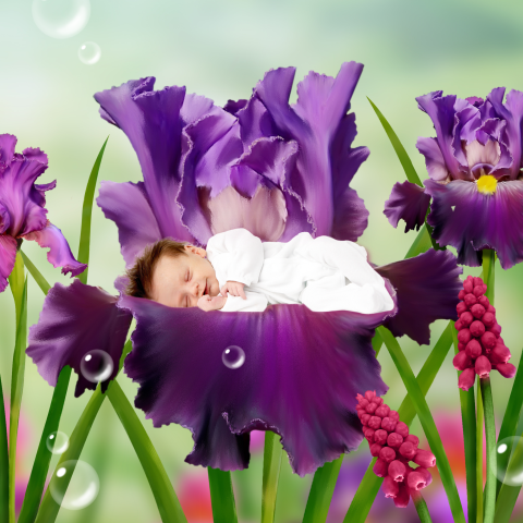 sprookjesgeboortekaartje baby in iris paars roze